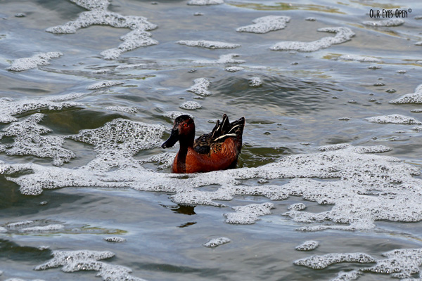 Cinnamon Teal at Henderson Birding Preserve in Henderson, Nevada not far from the Las Vegas strip.