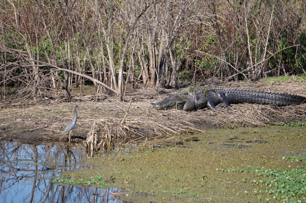 Water Water Everywhere #56 – heron vs.&nbsp;gator
