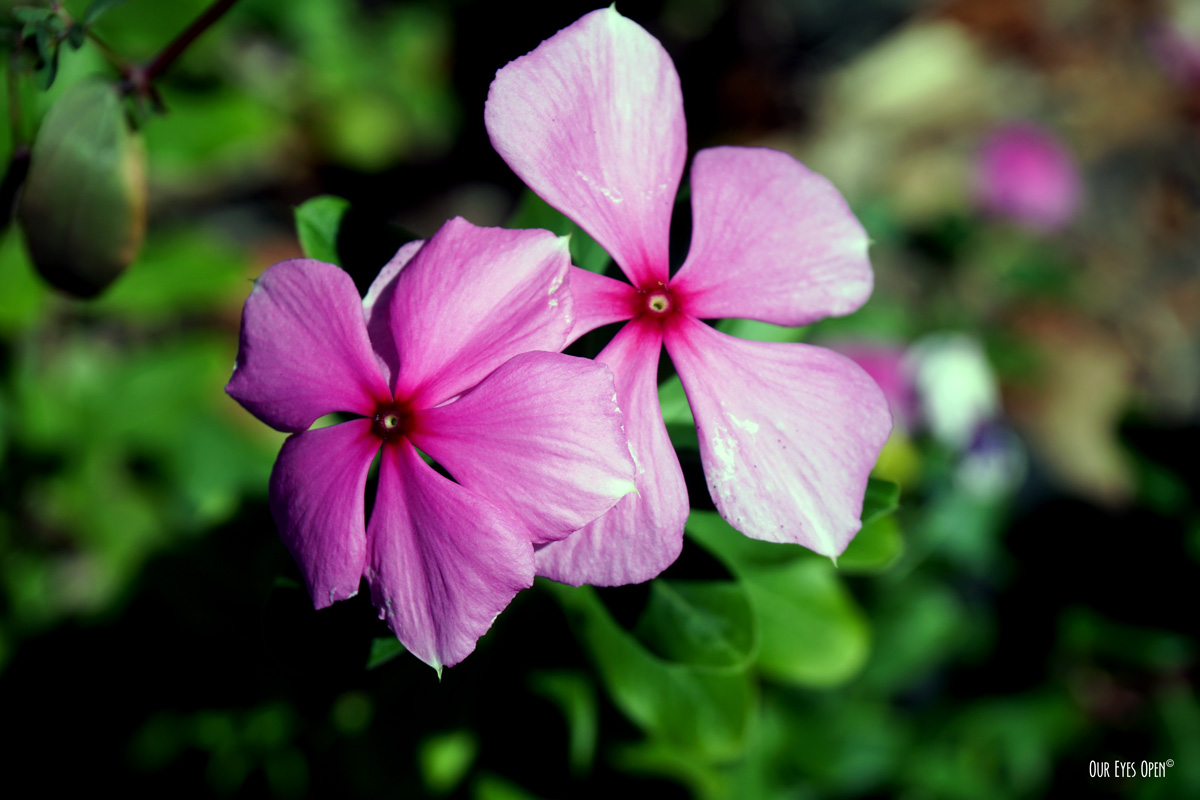FOTD – Impatiences – Haiku