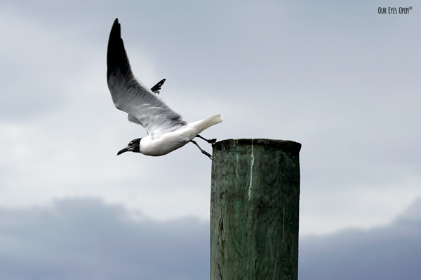 Laughing Gull taking off from a pylon at the Reddie Point dock in Jacksonville, Florida.