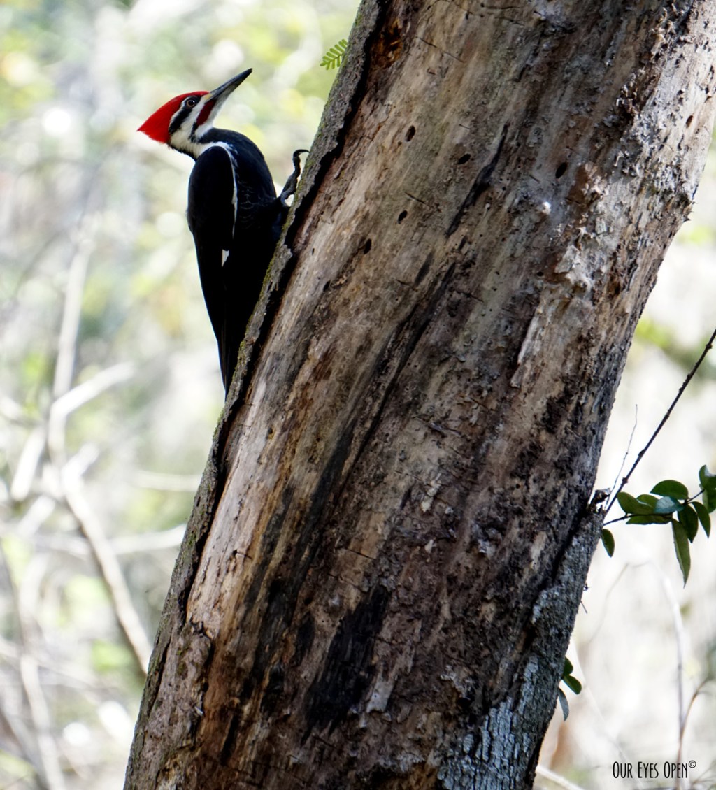 Bird Weekly – Photo Challenge – Birds With Red&nbsp;Feathers