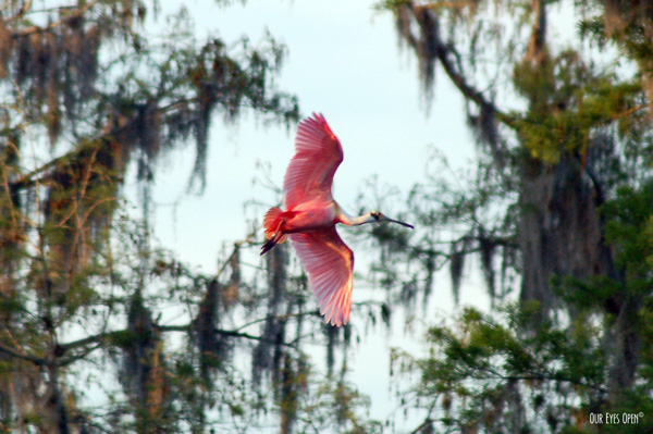 Roseate Spoonbill flying towards a roosting tree over the Hillsborough River in Tampa, Florida.