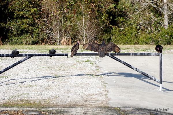 A family of Turkey Vultures hanging out at Sweetwater Preserve in Gainesville, Florida.