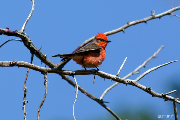 Vermilion Flycatcher perched up on a branch in the Desert National Wildlife Refuge in Las Vegas, Nevada.