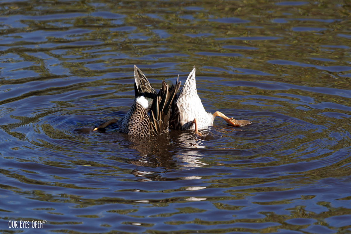 Bird Weekly – Photo Challenge – Birds with Butts in the Air