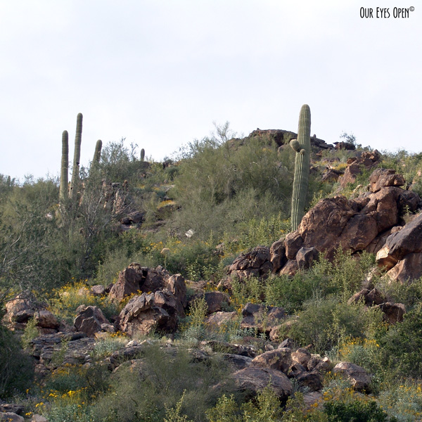 Rocky desert mountain area in the White Tank Mountain Park featuring cacti.