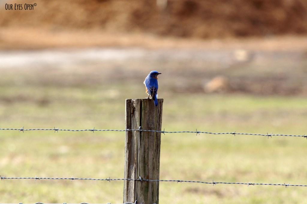 Bird Weekly – Photo Challenge – Birds on a Wire or a&nbsp;Fence
