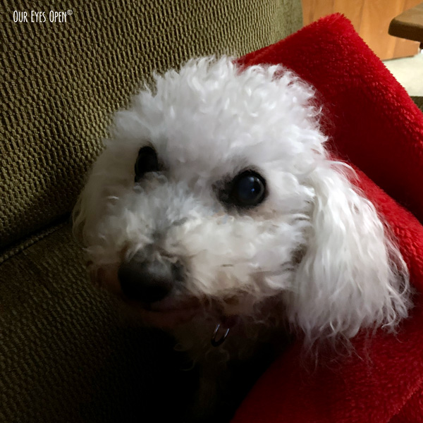 Heaven, our 14 year old Bichon Frise wrapped up in her blanket.