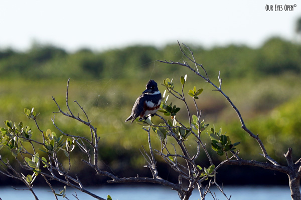 A-Z Challenge – K is for&nbsp;Kingfisher