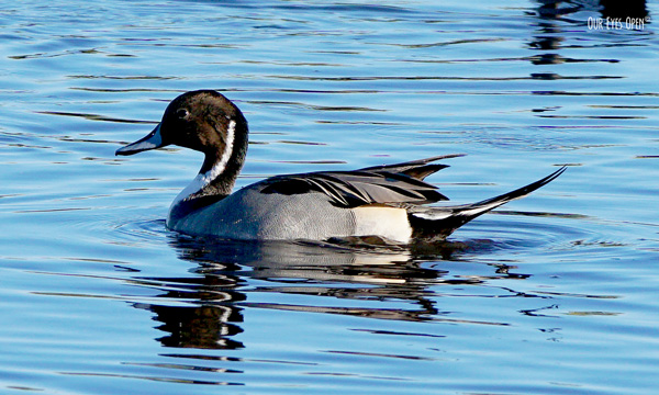Male breeding Northern Pintail swimming around in one of the flats at Merritt Island National Wildlife Management in Titusville, Florida.