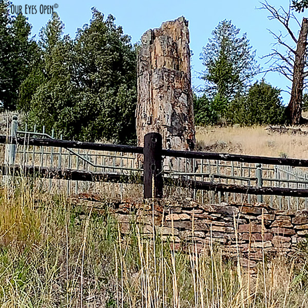 Petrified Tree that is tens of millions years old still standing in Yellowstone National Park.