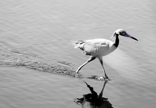 Reddish Egret at Merritt Island Wildlife Refuge.