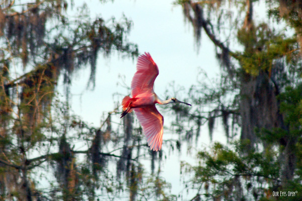 Roseate Spoonbill flying in preparing to roost for the night along the Hillsborough River at Lettuce Lake Park in Tampa, Florida.
