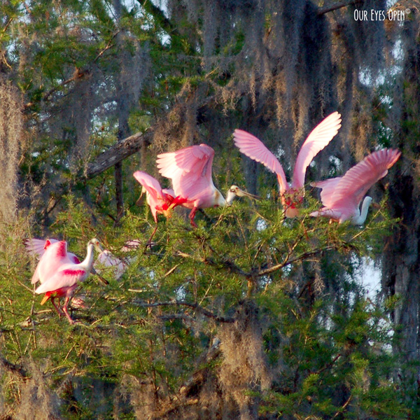 Roseate Spoonbills preparing to roost for the night in some trees along the Hillsborough River at Lettuce Lake Park in Tampa, Florida.