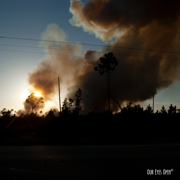 Controlled burn in Ocala National Forest near sundown.