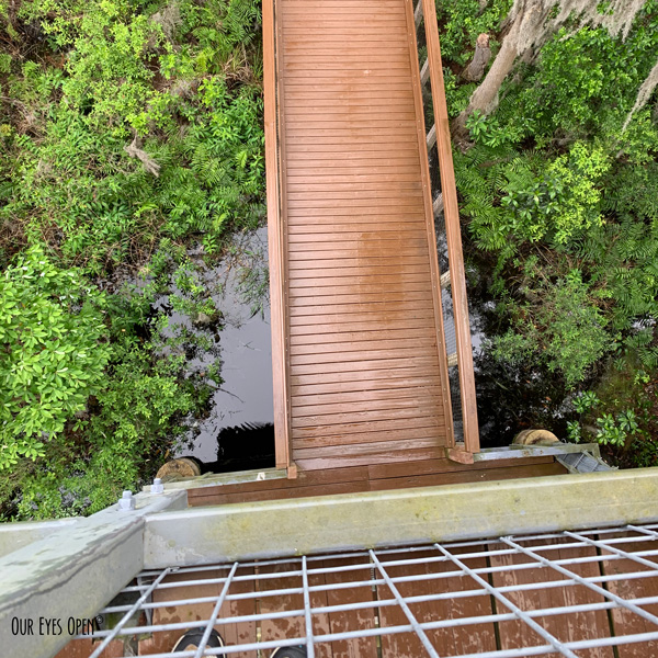 Photo of the boardwalk and swamp land in Okefenokee Wildlife Refuge in Folkston, Georgia. Taken from the top of the tower that ends a 3/4 mile hike.