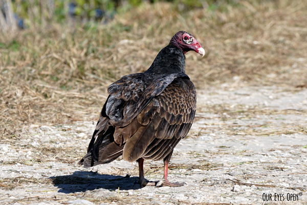 Turkey Vulture scouring for the next meal along the road on Black Point Drive at Merritt Island Wildlife Refuge.