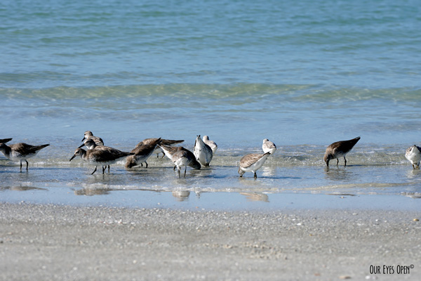 Willets feeding along the shoreline at Fort Desoto Park in Pinellas County Florida.