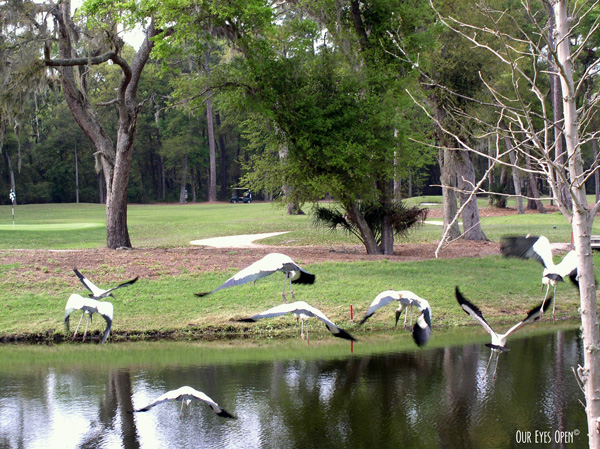 A flock of Wood Storks at a golf course in Tampa, Florida.