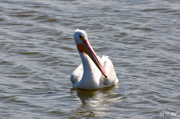A single American White Pelican trying to figure it out.