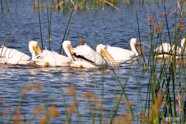 American White Pelicans in a group feeding at Viera Wetlands in Viera, Florida.