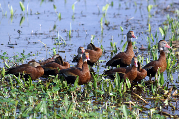 Black-bellied Whistling-Ducks gathered in the marsh at Orlando Wetlands in Christmas, Florida.