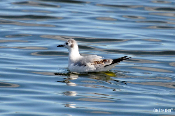 Bonaparte's Gull floating in a pond.  They are distinguished from other gulls by their ear spot.