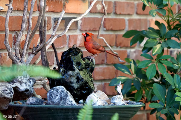 Northern Cardinal perched on a homemade stone fountain.