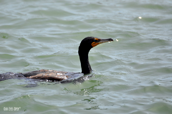 Double-crested Cormorant fishing.