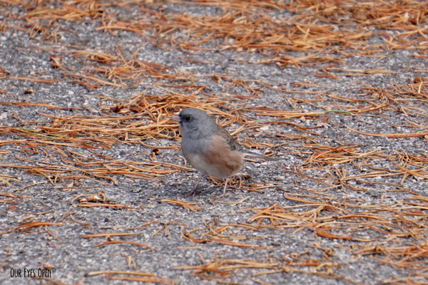 Dark-eyed Junco (pink-sided) seen at String Lake in the Grand Teton National Park.