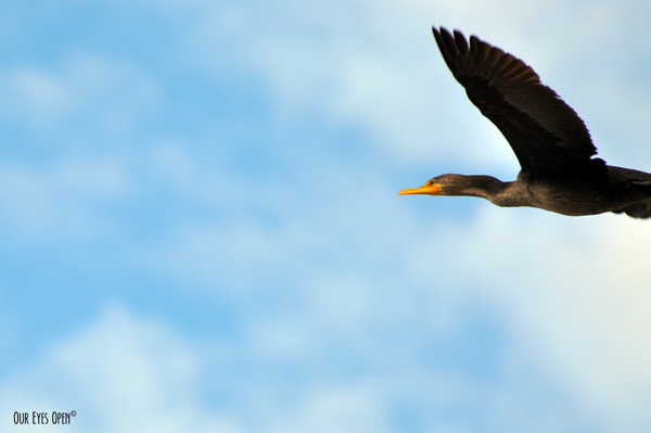 Double-crested Cormorant flying amongst blue skies with some white fluffy clouds.
