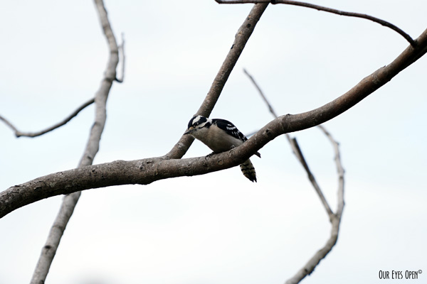 Female Downy Woodpecker perched on our manmade tree system where I feeders are located.