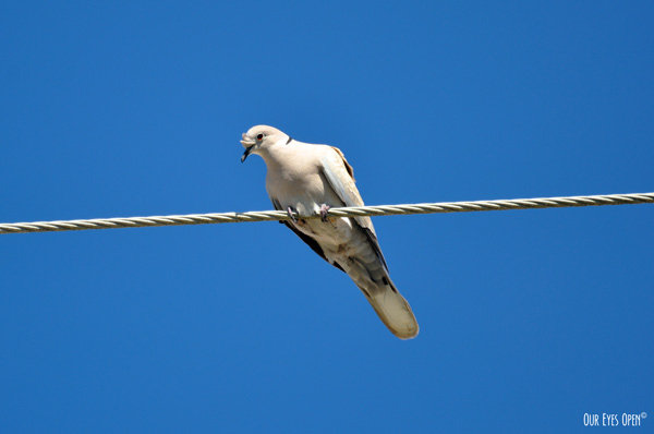Eurasian-collared Dove perched on a wire in front of blue skies.