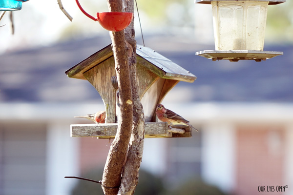 House Finches and a Purple Finch eating heartily from the old wooden feeder.