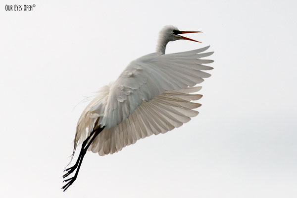 Great Egret in flight just taking off from the top of a tree.  You can't see the tree.