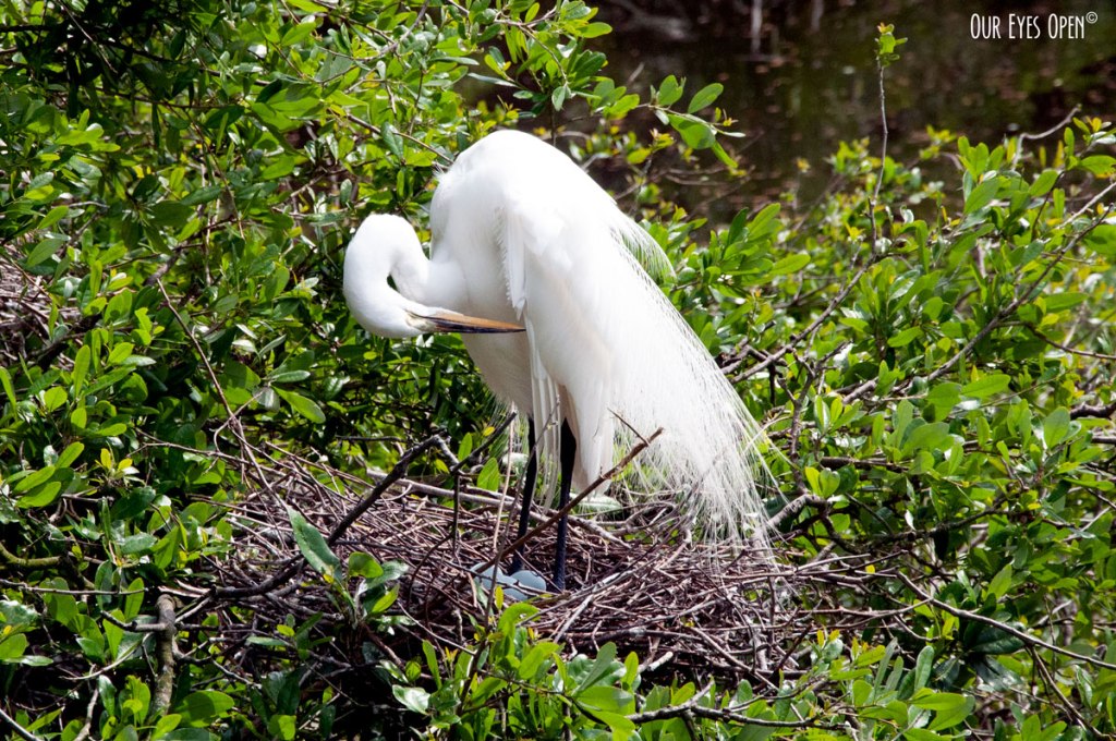 Mama Bird –&nbsp;Haiku