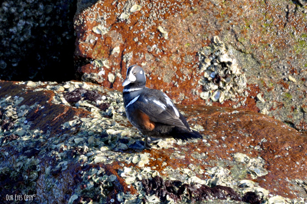 Harlequin Duck perched on a rock at Fort Clinch in Fernandina, Florida. This was a rare bird for the area.