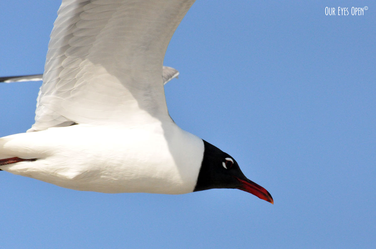 Bird Weekly – Photo Challenge – Birds with White Feathers