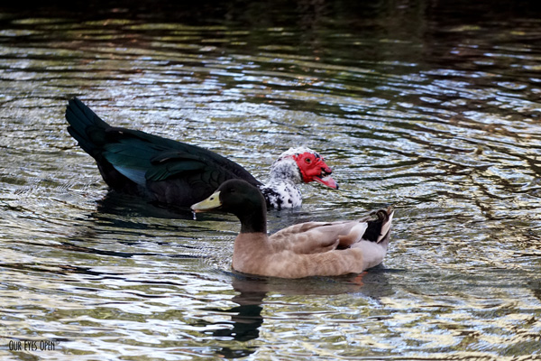 Domestic Muscovy Duck hanging out with a Mallard in the cemetery lake.