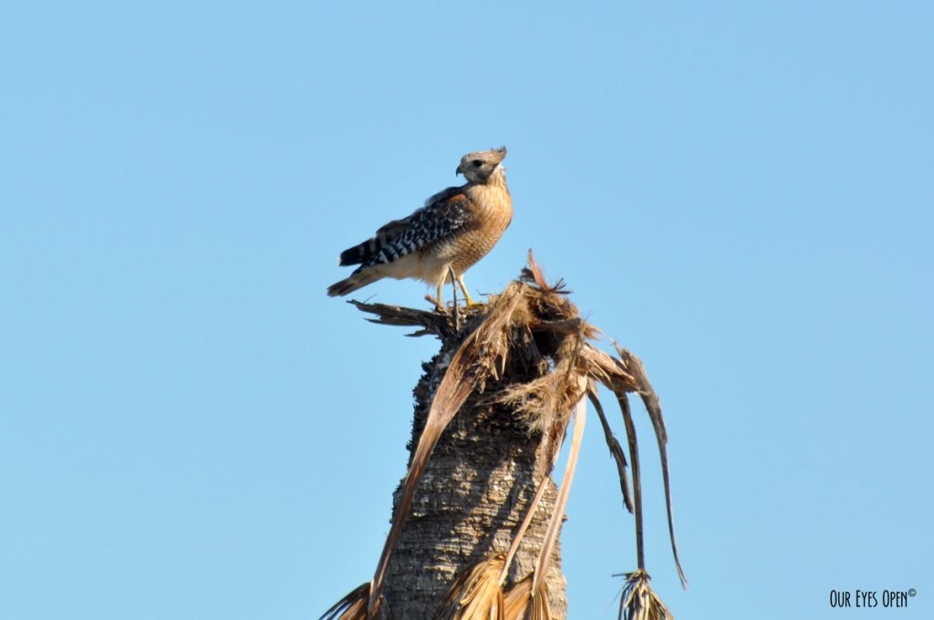 Bird Weekly – Photo Challenge –&nbsp;Hawks