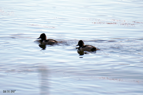 Ring-necked Ducks in a pond in Wyoming.