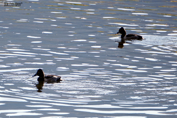 Ring-necked Ducks in a pond in Montana.