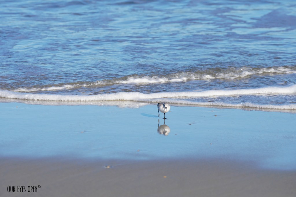 Water Water Everywhere #62 –&nbsp;Sanderling