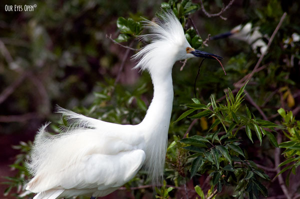 Snowy Egret with a stick in its beak, building a nest.