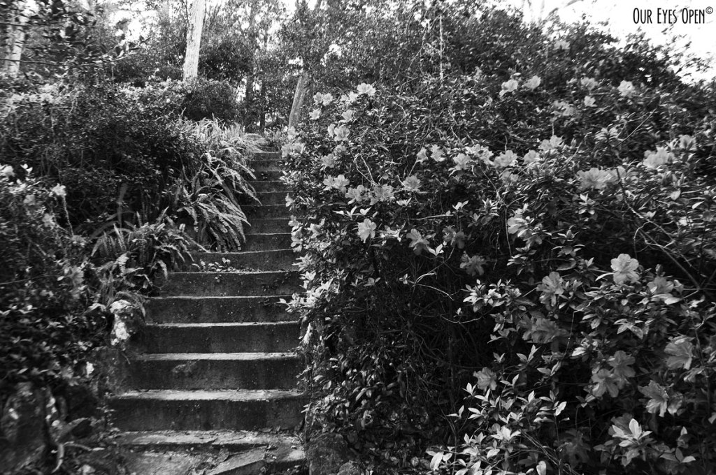 CEE’S BLACK AND WHITE PHOTO CHALLENGE – Steps or&nbsp;Ladders