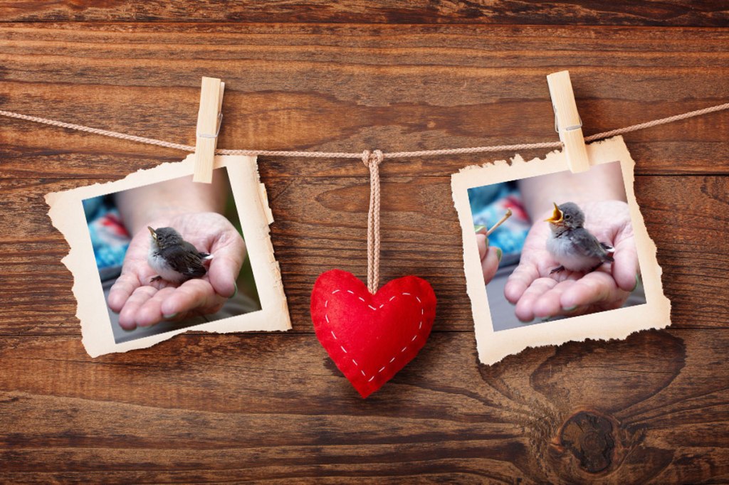 Bird Weekly – Photo Challenge – Birds You&nbsp;Love