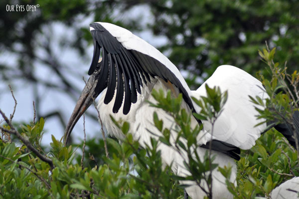 Wood Storks building a nest at the Alligator Farm in St. Augustine, Florida.  This one has just flown in with a stick.