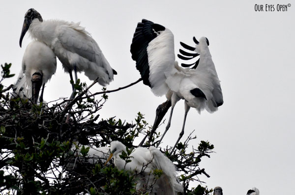 Wood Storks building a nest at the Alligator Farm in St. Augustine, Florida.  Snowy Egrets are nesting below.