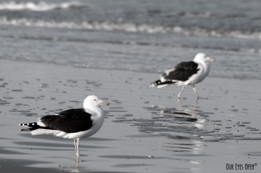 CEE’S BLACK AND WHITE PHOTO CHALLENGE –&nbsp;Pairs