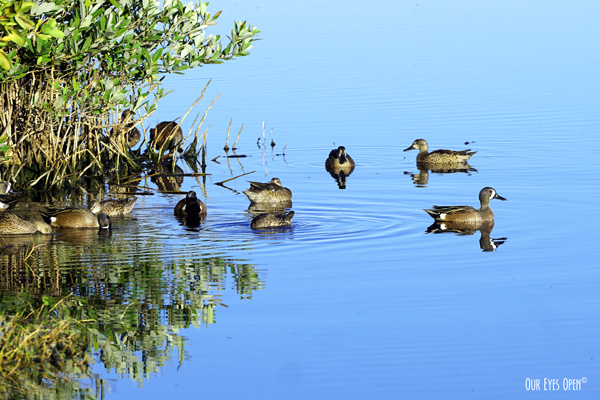 A flock of Blue-winged Teals are resting and foraging in the mangroves at Merritt Island Wildlife Refuge.
